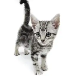 アメリカンショートヘア