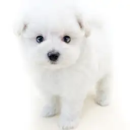 MIX（ポメラニアン×トイプードル）