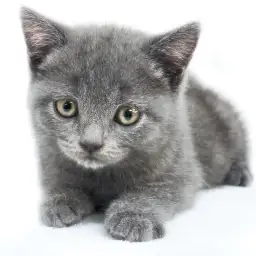 ブリティッシュショートヘア