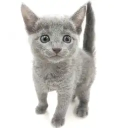 ロシアンブルー