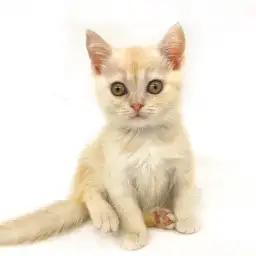 スコティッシュフォールド