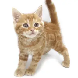 アメリカンショートヘア