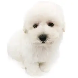 トイ・プードル