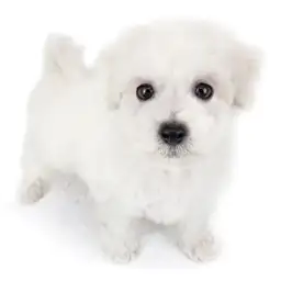 ビションフリーゼ