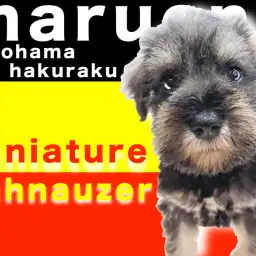 【 ミニチュアシュナウザー 】口髭がチャームポイント!遊び方のポイントとは?