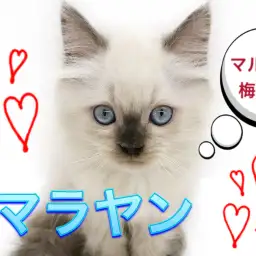 【 ヒマラヤン 】 宝石のようなブルーアイ！ 1000年に1頭の美形男子です！