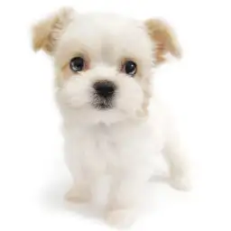 MIX（マルチーズ×チワワ）