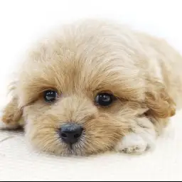 MIX（ペキニーズ×トイプードル）