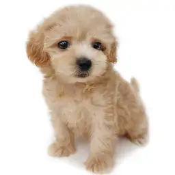 MIX（マルチーズ×トイプードル）