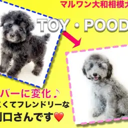 【 トイプードル 】懐っこくフレンドリーで初心者も安心!レアカラーの2ndブログ