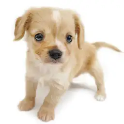 MIX（チワワ×キャバリアキングチャールズスパニエル）