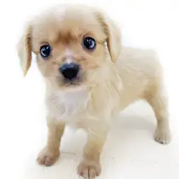 MIX（チワワ×キャバリアキングチャールズスパニエル）