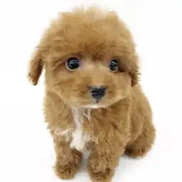 MIX（マルチーズ×トイプードル）