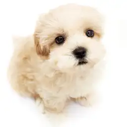 MIX（マルチーズ×トイプードル）