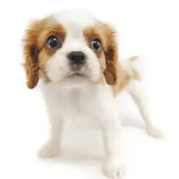 キャバリア・キングチャールズ・スパニエル