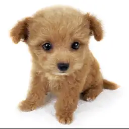 MIX（トイプードル×チワワ）