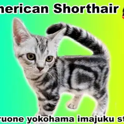 【 アメリカンショートヘア 】パパは超一流血統！美しいタビー柄のイケメンCAT！