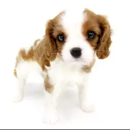 キャバリア・キングチャールズ・スパニエル