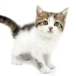 スコティッシュフォールド