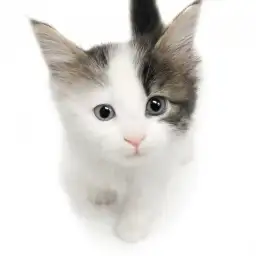 ノルウェージャンフォレストキャット