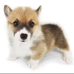 ウェルシュコーギーペンブローク