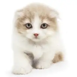 スコティッシュフォールド