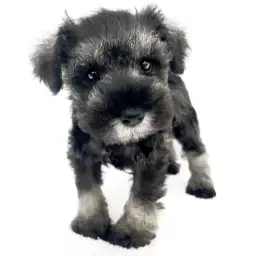 ミニチュア・シュナウザー