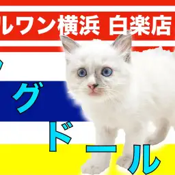 【 ラグドール 】愛しさと美しさを兼ね揃えた!穏やかで優しい性格の大型猫を紹介!