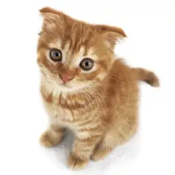 スコティッシュフォールド