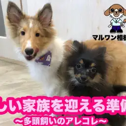 【 お役立て情報 】多頭飼い始める準備&気を付けるポイントとメリットをご紹介!