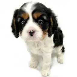 キャバリア・キングチャールズ・スパニエル