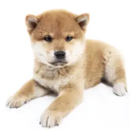 柴犬