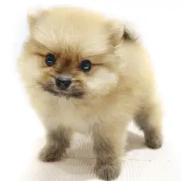 ポメラニアン