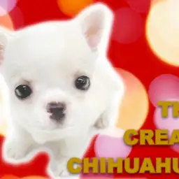 【 チワワ 】ホワイトクリスマスの申し子!おっとりマイペースなミラクルガール!