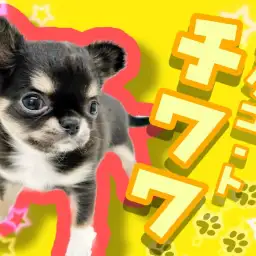 【 極小チワワ 】マロ眉くっきり、たぬき顔チワワちゃん!わんぱくガール登場!