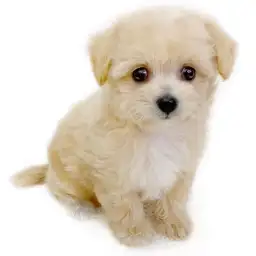 MIX（チワワ×トイプードル）