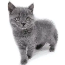 ブリティッシュショートヘア