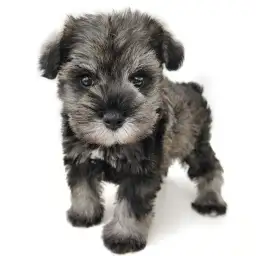 ミニチュア・シュナウザー