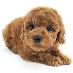 トイ・プードル