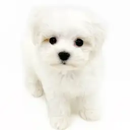 MIX（マルチーズ×ビションフリーゼ）