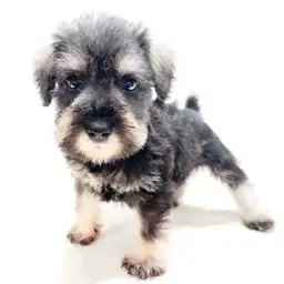 ミニチュア・シュナウザー