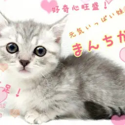 【 マンチカン 】わずか2.5cmの超短足!多頭飼いにもピッタリな女の子!