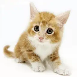 ノルウェージャンフォレストキャット