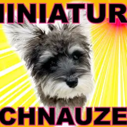 【 ミニチュア・シュナウザー 】生後4ヶ月でハイパーライトミニマライズな女の子!