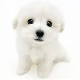 MIX（マルチーズ×トイプードル）