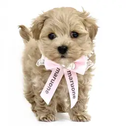 MIX（マルチーズ×トイプードル）