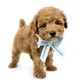 トイ・プードル