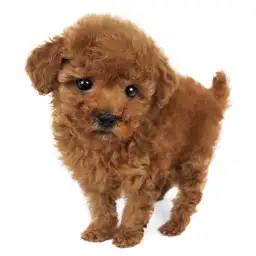 トイ・プードル