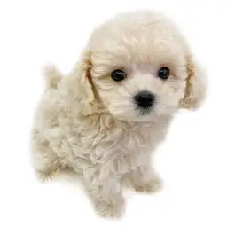 MIX（マルチーズ×トイプードル）