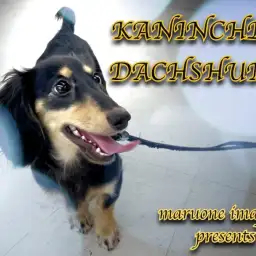 【 カニンヘンダックスフント 】生後7ヶ月で2.6kg!胴長短足の超元気っ娘!